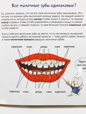 Зубная книга. Все о твоих молочных зубах - Vilki Books