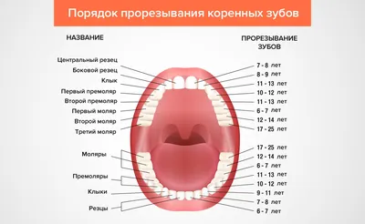 Коренные зубы у детей — порядок и сроки прорезывания постоянных зубов, в  каком возрасте меняются