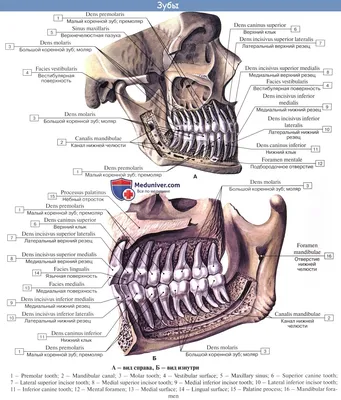 Анатомия: Малые коренные зубы. Большие коренные зубы.