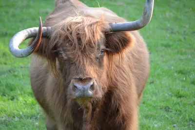 Украшение настенное Silver Horn Cow, коллекция Серебряная голова быка  купить в интернет-магазине Kare-Center