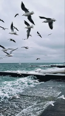 Чайки море обои заставка атмосфера Одесса | Пейзажи, Живописные пейзажи,  Фотография природы