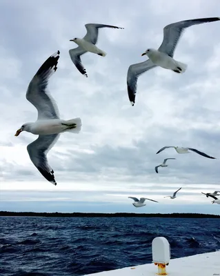 Балтийское море Чайки - Фотография - Путешествия