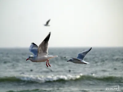Море чайки фото