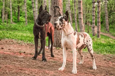 Немецкий дог: описание 🐕 породы, окрасы, характер, уход, питание