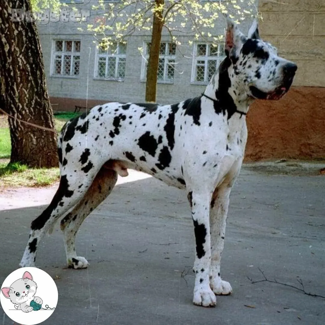 Парод собак. Королевский дог мраморный. Королевский дог пятнистый. Собака дог Королевский мраморный. Королевский дог мраморный серый.