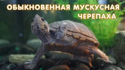 Обыкновенная мускусная черепаха (Sternotherus odoratus) - YouTube