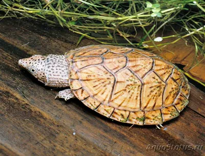 Черепаха малая мускусная\u200b (Sternotherus minor)