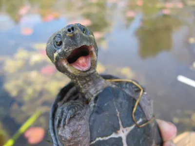 Мускусные черепахи (лат. Sternotherus odoratus)