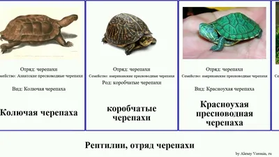 Trachemys scripta (Красноухая черепаха) - Черепахи.ру