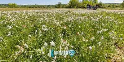 Долина нарциссов Достопримечательности Закарпатья в 3Д | Турпортал Карпаты 3Д