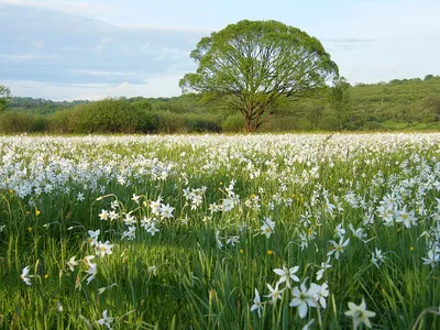 Категория: Valley of Narcissi - Wikimedia Commons