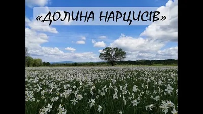 Долина Нарциссов" // Хуст // Путешествие на автомобиле // Нарциссовое поле // Закарпатье // Transcarpathia - YouTube