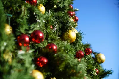 И вот она нарядная: когда и как елка стала атрибутом новогодних праздников  | Вокруг Света