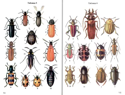 Картинки жуков с названиями (55 фото) - 55 фото