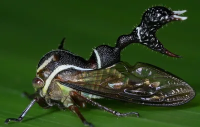 Необычные насекомые россии | Смотреть 11 фото бесплатно