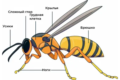 Топ 5 самых опасных насекомых в России | С другого угла | Дзен