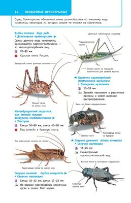 Насекомые России» Илья Гомыранов, В. Полевод - купить книгу «Насекомые  России» в Минске — Издательство АСТ на OZ.by