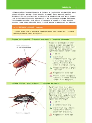 Насекомые России/ Лучший определитель Издательство АСТ 9250120 купить в  интернет-магазине Wildberries