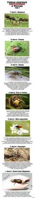 Самые опасные насекомые в России | Пикабу