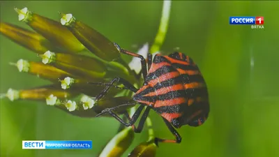 Степной толстун - одно из редчайших насекомых России - фото и видео А.Е.  Абрамова