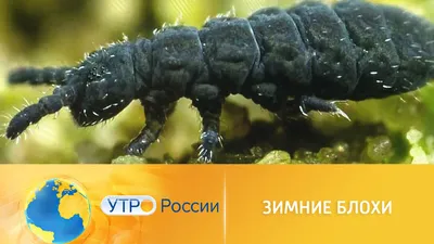 В российских магазинах появится еда из личинок насекомых - Экспресс газета