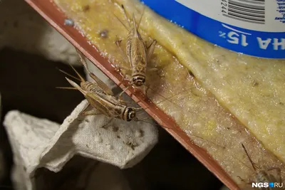 В России существуют насекомые намного страшнее комаров — общественные  новости
