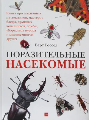 Степные вдовы»: какие смертельно опасные насекомые обитают в средней полосе  России | Кириллица | Дзен