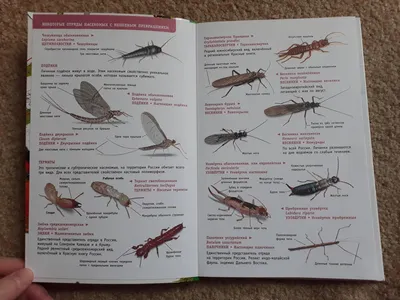 Иллюстрация 8 из 39 для Насекомые России. Определитель - Гомыранов, Полевод  | Лабиринт - книги. Источник: Дарина