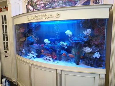 Главная - АкваДизайн (аквариумы в Краснодаре под заказ)