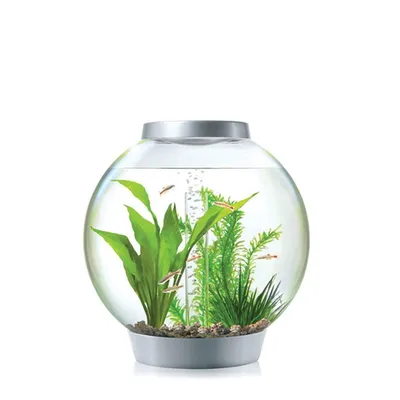 Аквариум Tetra Cascade Globe со светильником (6,8л): цена, фото, размеры –  купить в интернет-магазине Акватандем