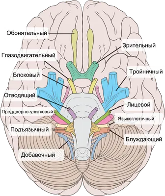 Невроз глотки - причины возникновения, симптоматика, лечение, диагностика и  профилактика