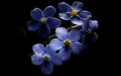 Обои на монитор | Красивые | незабудки, голубые цветы, макро, Svetlov