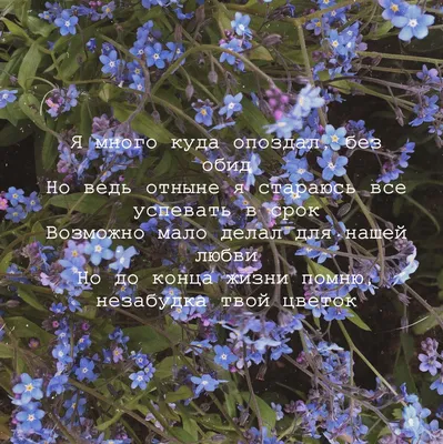Красивые маленькие цветки Myosotis незабудки в Spri Стоковое Фото -  изображение насчитывающей цветки, ботаническую: 118283952