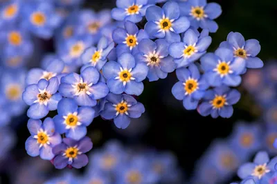 Красивые маленькие цветы - 64 фото