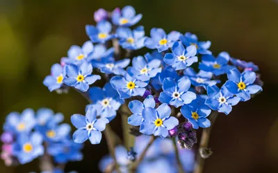 Красивые Цветы Растут Саду — Бесплатное стоковое фото © ALVERA #350969564