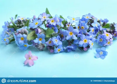Красивые цветки незабудки весны Стоковое Фото - изображение насчитывающей  яркое, предмет: 149093802