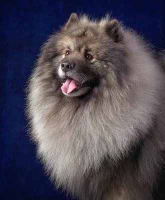Кеесхонд или вольфшпиц: фото и описание породы собак