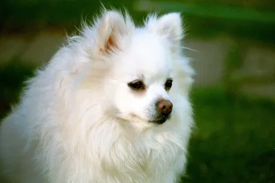 Немецкий шпиц белый щенок (59 фото) - картинки sobakovod.club