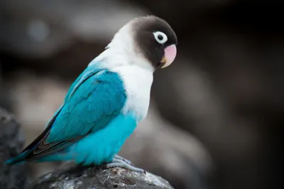 Неразлучники попугаи голубые | Смотреть 46 фото бесплатно