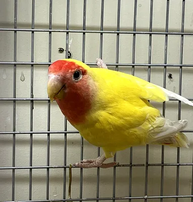 Попугай Неразлучник Розовощекий желтый купить в интернет-магазине AQUA-SHOP