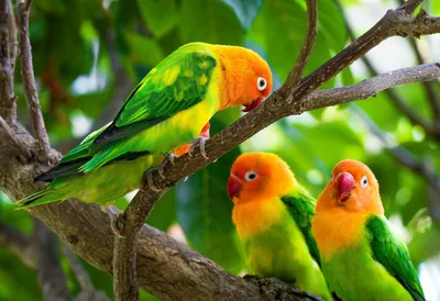 Попугаи-неразлучники: птицы, которые умеют любить. Фото — Ботаничка