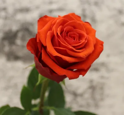 Купить розу из эквадора \"Нина 70-80 см\" в Самаре недорого с доставкой |  Самцветок№1