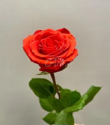 Купить «РОЗА НИНА» в каталоге «Розы поштучно», доставка в «Архангельске» -  «Сан Фло».