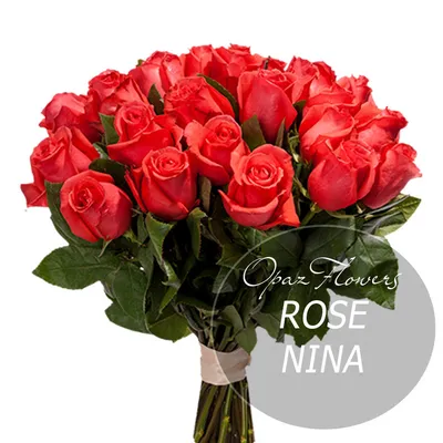 Роза Эквадор Premium \"Нина\"