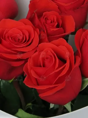 9 красных роз Нина 50-60 см купить в Нижнем Новгороде