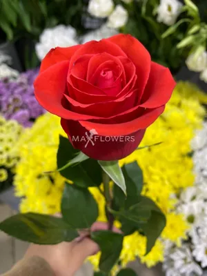 Купить «Роза Нина 60 см» в Иваново из каталога Розы Эквадор - «Max Flowers»