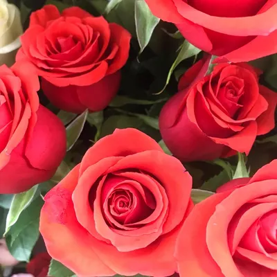 Алая роза Нина 50 см, Цветы и подарки в Санкт-Петербурге, купить по цене  280 руб, Цветы поштучно в Florystory с доставкой | Flowwow