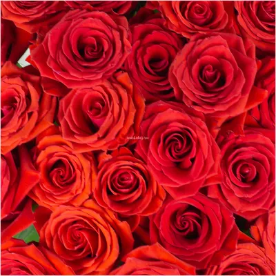 Роза «Нина» - купить в интернет-магазине Орхидея