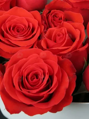 11 красных роз Нина 50-60 см купить в Нижнем Новгороде