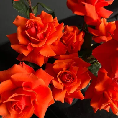 Цветы в коробке Роза Нина (by французская), Цветы и подарки в Ярославле,  купить по цене 3700 руб, Цветы в коробке в цветы для вас 76 с доставкой |  Flowwow
